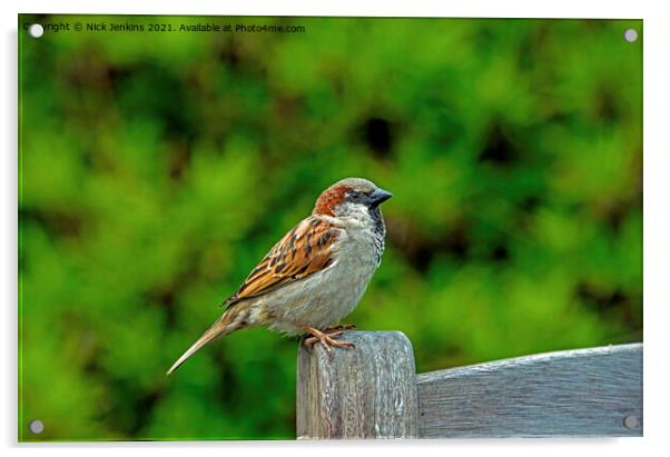 House Sparrow on a Bench (Passer domesticus) Acrylic by Nick Jenkins
