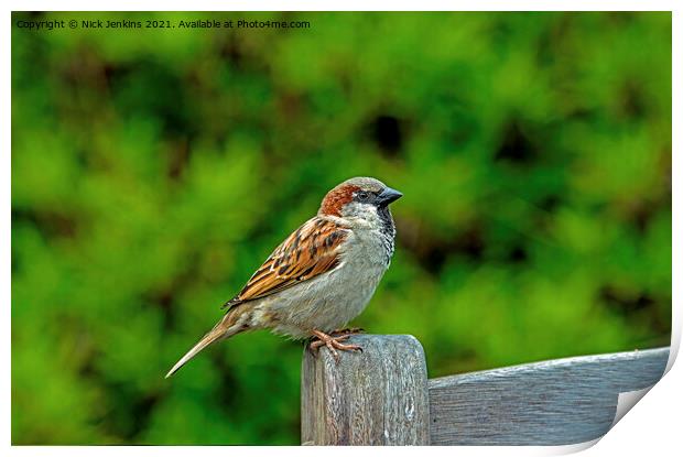 House Sparrow on a Bench (Passer domesticus) Print by Nick Jenkins