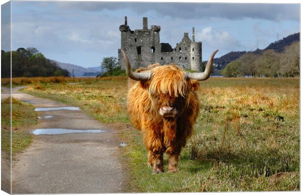 Highland coo cow and kilchurn castle Scotland, Highlands, Scotland Canvas Print by JC studios LRPS ARPS