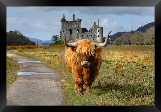 Highland coo cow and kilchurn castle Scotland, Highlands, Scotland Framed Print by JC studios LRPS ARPS