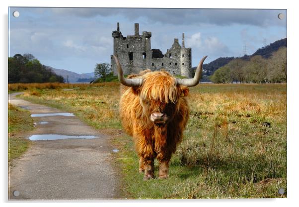 Highland coo cow and kilchurn castle Scotland, Highlands, Scotland Acrylic by JC studios LRPS ARPS