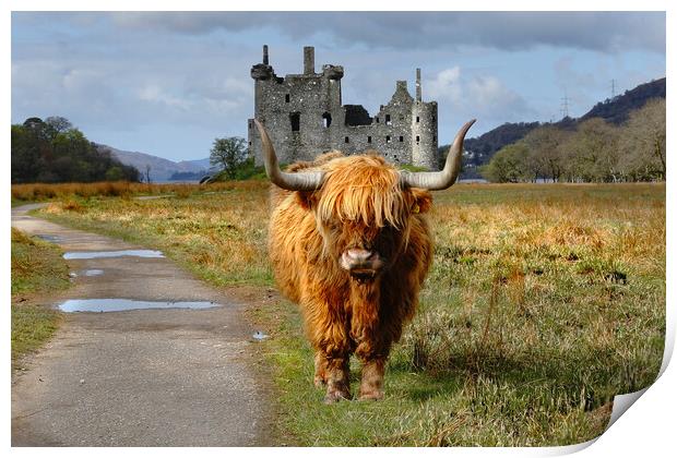 Highland coo cow and kilchurn castle Scotland, Highlands, Scotland Print by JC studios LRPS ARPS