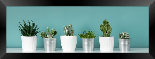Collection of various potted cactus and succulent plants against turquoise wall.  Framed Print by Andrea Obzerova