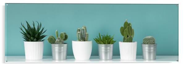Collection of various potted cactus and succulent plants against turquoise wall.  Acrylic by Andrea Obzerova
