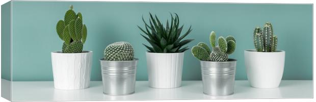 Collection of various potted cactus and succulent plants against turquoise wall.  Canvas Print by Andrea Obzerova