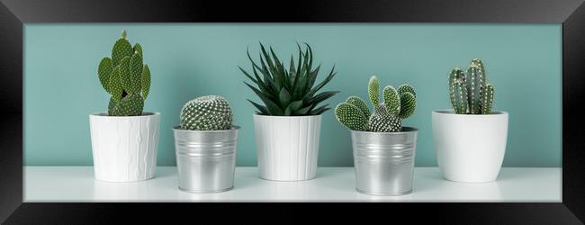 Collection of various potted cactus and succulent plants against turquoise wall.  Framed Print by Andrea Obzerova
