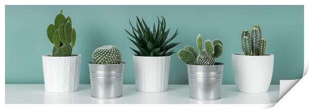 Collection of various potted cactus and succulent plants against turquoise wall.  Print by Andrea Obzerova