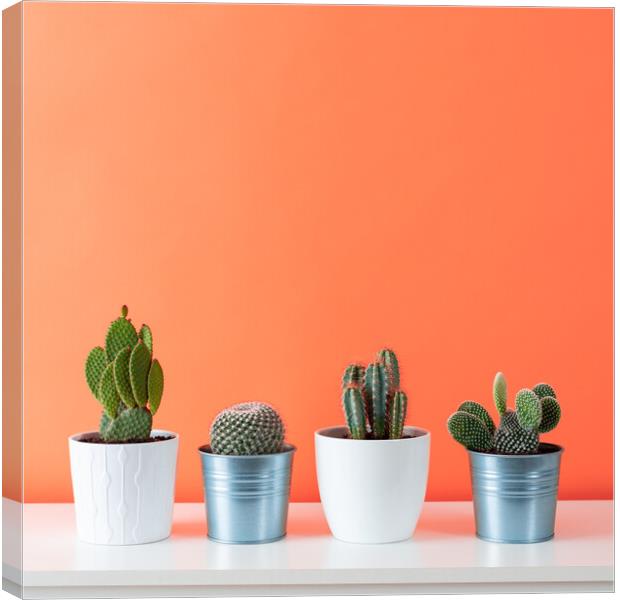 Collection of various cactus plants on white shelf. Canvas Print by Andrea Obzerova