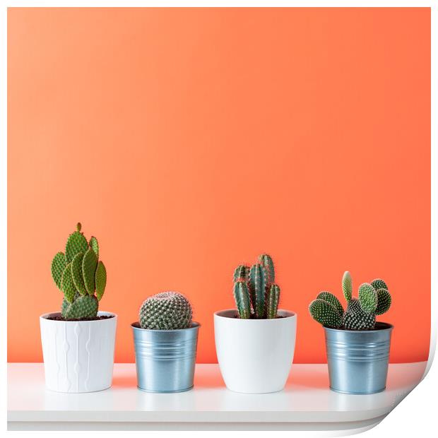 Collection of various cactus plants on white shelf. Print by Andrea Obzerova