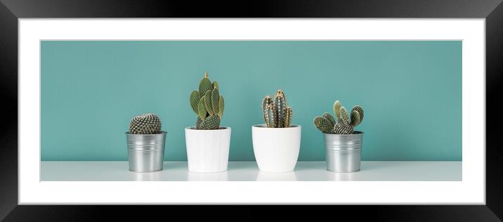 Collection of various potted cactus and succulent plants against turquoise wall.  Framed Mounted Print by Andrea Obzerova