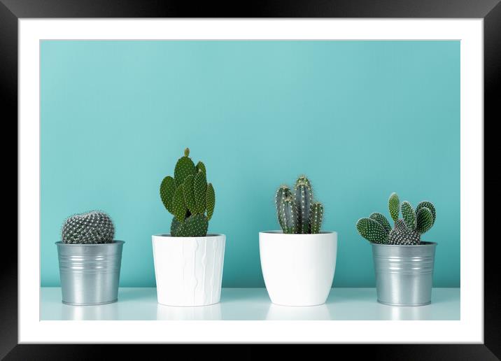 Collection of various potted cactus and succulent plants against turquoise wall.  Framed Mounted Print by Andrea Obzerova