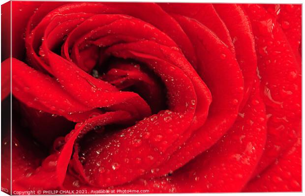 Heart of a Rose 221 Canvas Print by PHILIP CHALK