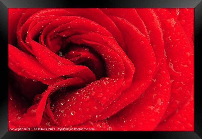 Heart of a Rose 221 Framed Print by PHILIP CHALK