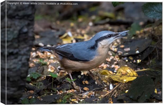 Beautiful nuthatch Canvas Print by Kevin White
