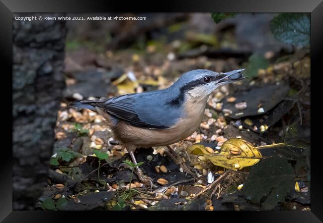 Beautiful nuthatch Framed Print by Kevin White