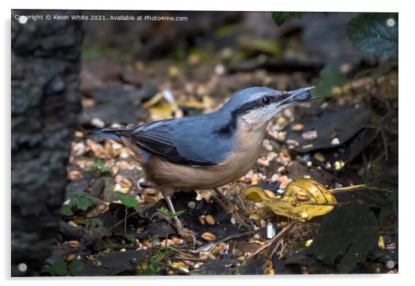 Beautiful nuthatch Acrylic by Kevin White