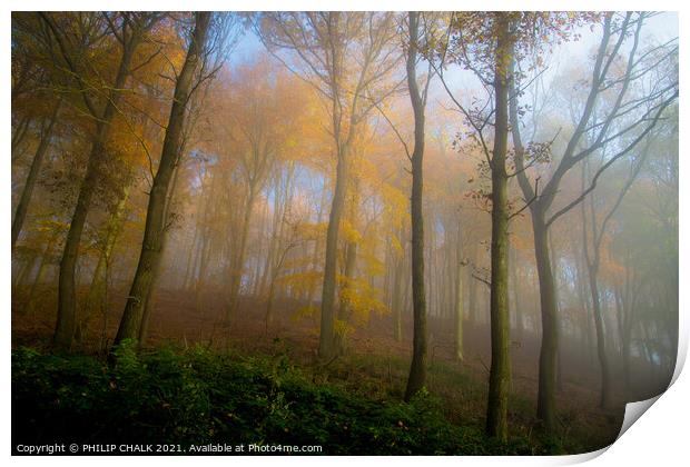 misty woods in the sun 220 Print by PHILIP CHALK