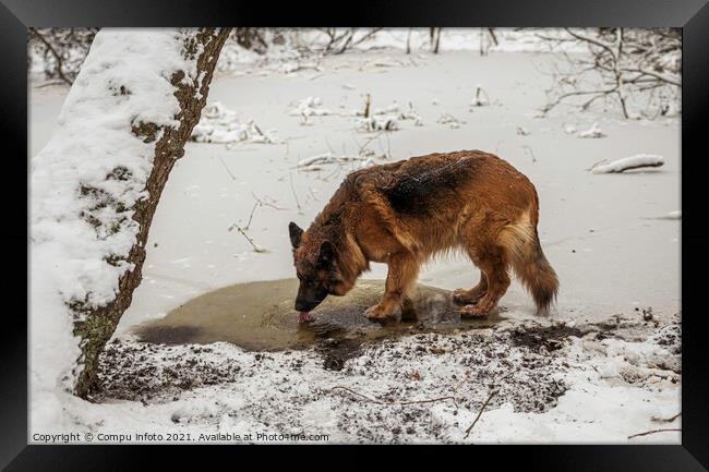 old german shepherd dog drinking water Framed Print by Chris Willemsen