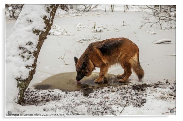 old german shepherd dog drinking water Acrylic by Chris Willemsen
