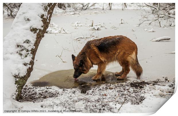 old german shepherd dog drinking water Print by Chris Willemsen