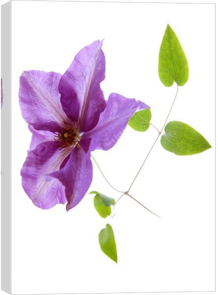 Blue Clematis  Canvas Print by graham young