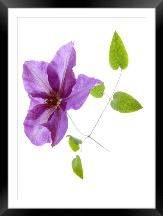 Blue Clematis  Framed Mounted Print by graham young