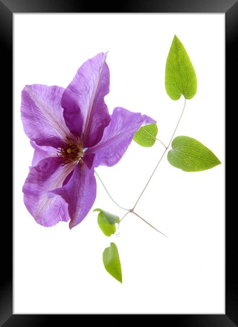 Blue Clematis  Framed Print by graham young