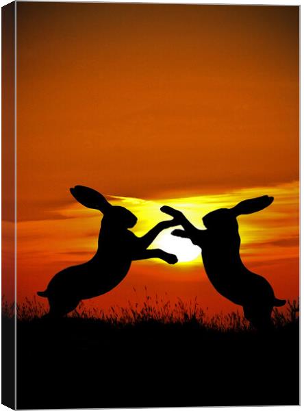 Mad March Hares at Sunset Canvas Print by graham young
