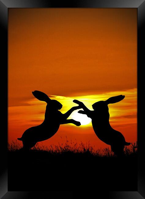 Mad March Hares at Sunset Framed Print by graham young