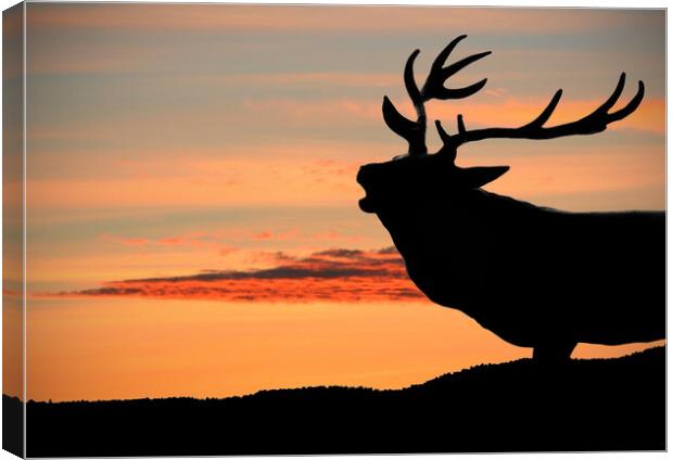 Majestic Red Deer Roaring at Sunset Canvas Print by graham young