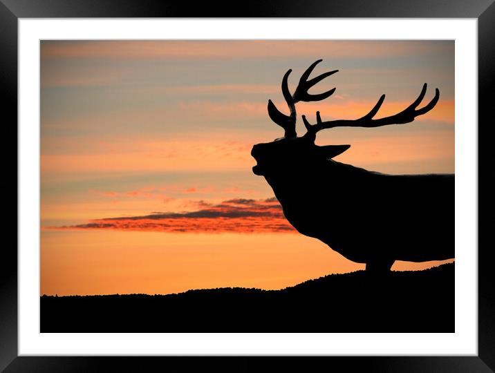 Majestic Red Deer Roaring at Sunset Framed Mounted Print by graham young