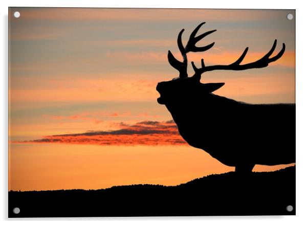 Majestic Red Deer Roaring at Sunset Acrylic by graham young