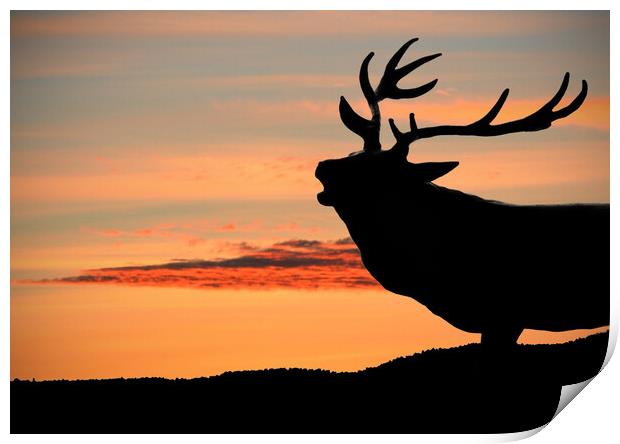 Majestic Red Deer Roaring at Sunset Print by graham young