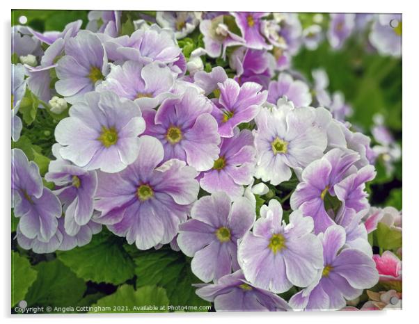 Soft Purple Primulas Acrylic by Angela Cottingham