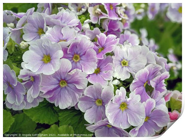 Soft Purple Primulas Print by Angela Cottingham
