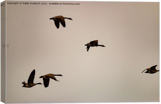 Migrating geese in winter  Canvas Print by Kaleb Kroetsch