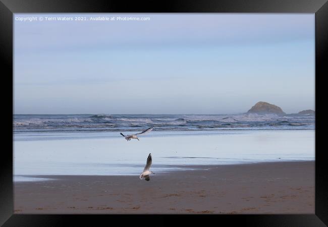 Seagulls at Perranporth Beach Framed Print by Terri Waters
