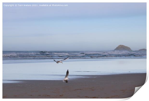 Seagulls at Perranporth Beach Print by Terri Waters