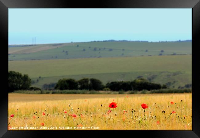 Poppies by the Sea Framed Print by Hannah Morley