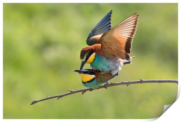 European Bee-eaters Mating Print by Arterra 
