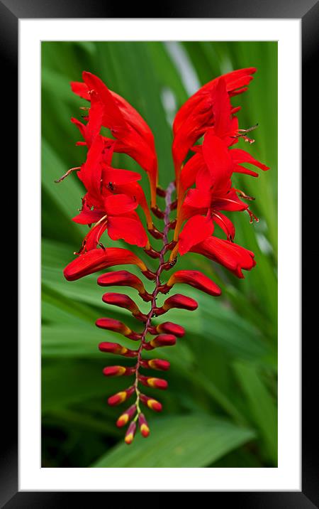 Crocosmia Framed Mounted Print by Karen Martin