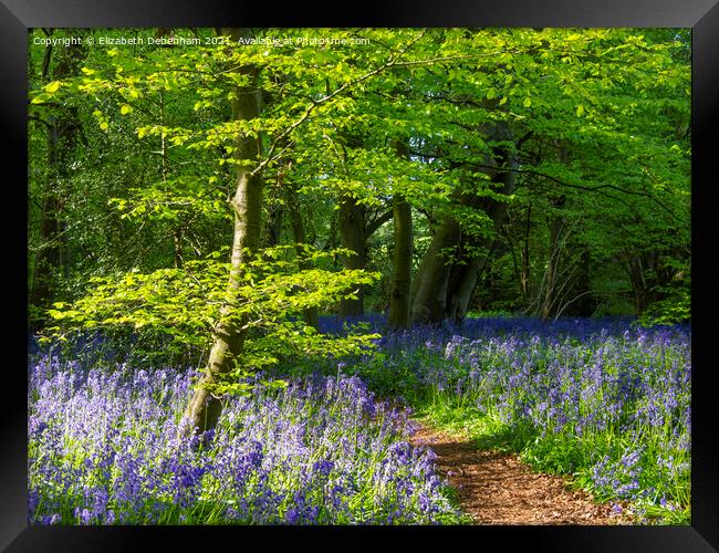 Beautiful bluebell path Framed Print by Elizabeth Debenham