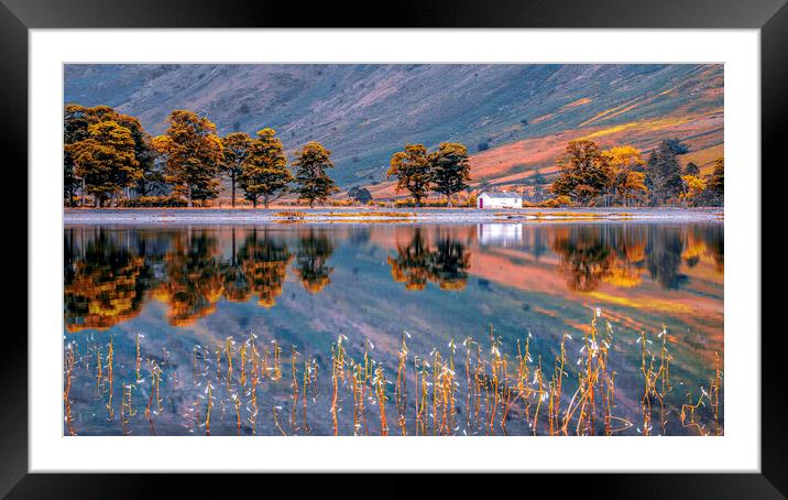 Enchanted Pines, Lake District Framed Mounted Print by Kevin Elias