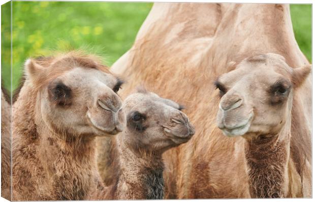 Bactrian camels Canvas Print by Jim Hughes