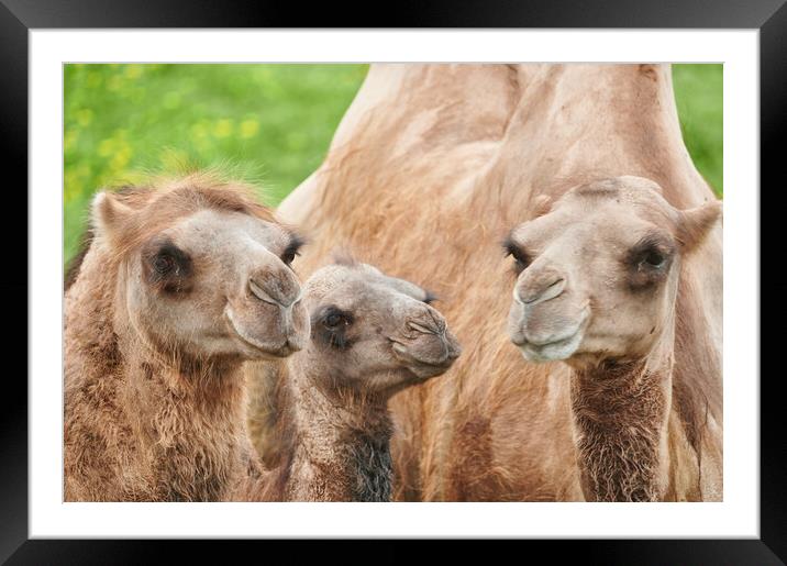 Bactrian camels Framed Mounted Print by Jim Hughes