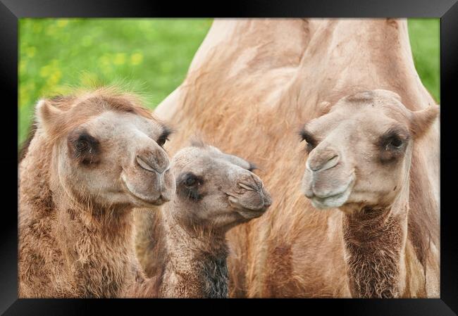 Bactrian camels Framed Print by Jim Hughes