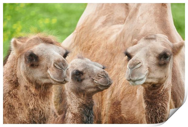 Bactrian camels Print by Jim Hughes