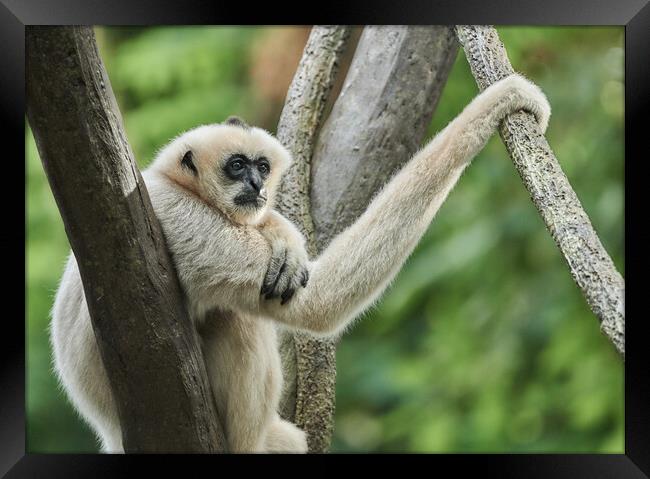 White-cheeked Gibbon Framed Print by Jim Hughes