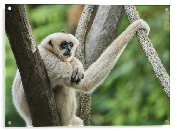 White-cheeked Gibbon Acrylic by Jim Hughes