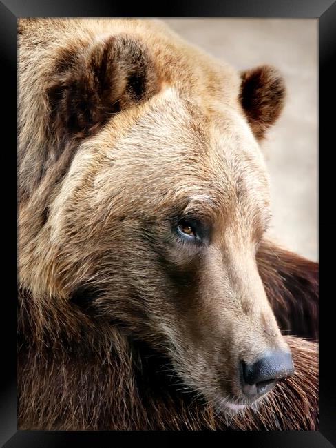 Alaskan Brown (grizzly) bear Framed Print by Jim Hughes